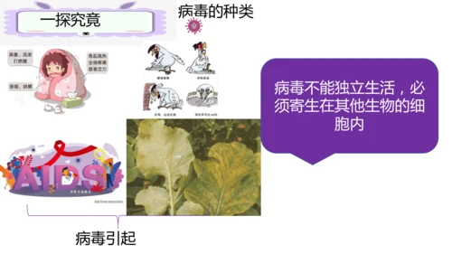 人教版生物七年级上册2.3.4《病毒》（课件）(共19张PPT)+视频素材