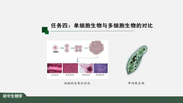 2.2.4 单细胞生物 课件（共24张PPT）