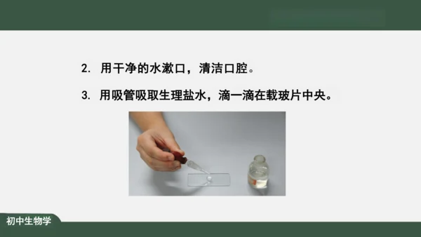 2.1.3 动物细胞 课件（共32张PPT）