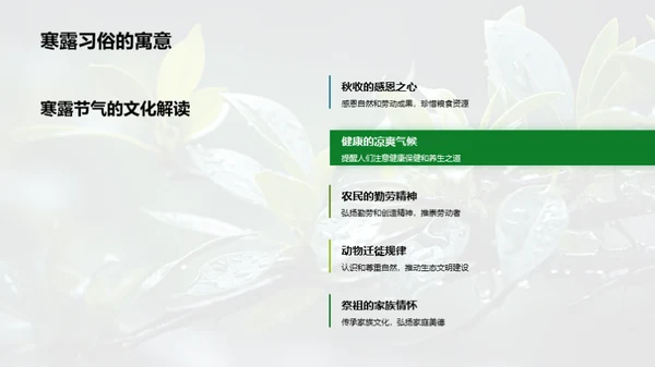 寒露节气文化探寻