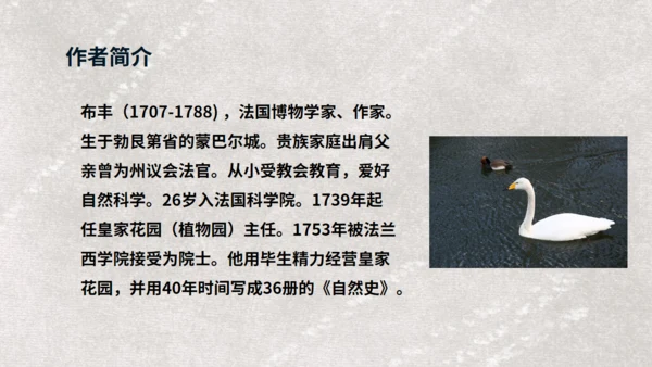 《天鹅》布丰天鹅湖通用PPT课件