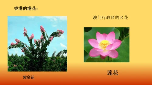 校园里的花（课件33页）-美术三年级上册人教版