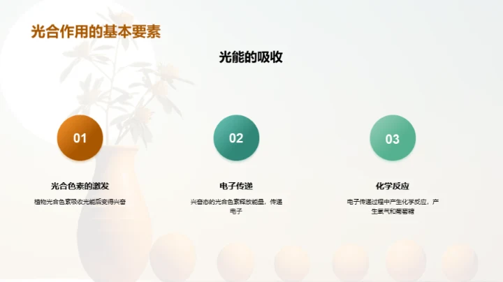 揭秘光合魔法之旅