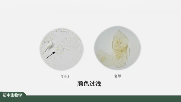 2.1.3 动物细胞 课件（共32张PPT）