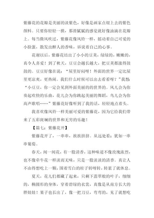 描写紫藤萝的作文.docx