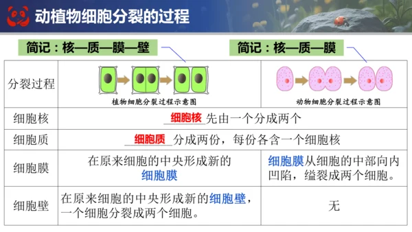 人教版（2024）七年级上册生物七年级上册期末总复习课件(共31张PPT)