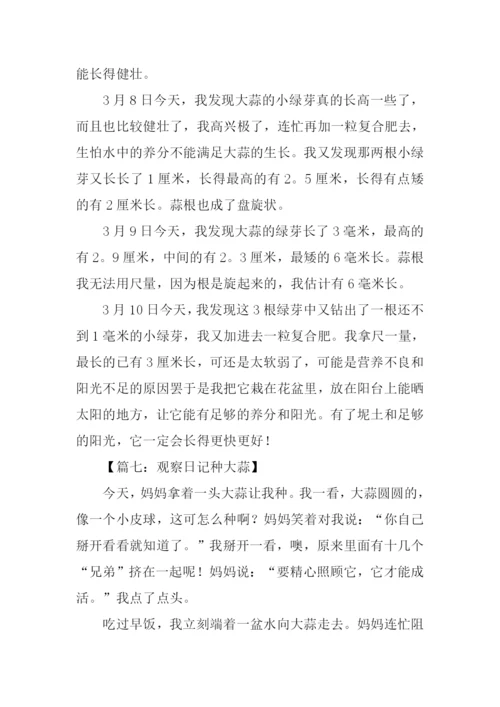 种大蒜作文四年级.docx