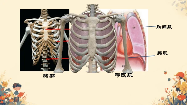 人教版（新课程标准）七年级下册4.3.2 发生在肺内的气体交换课件(共20张PPT)