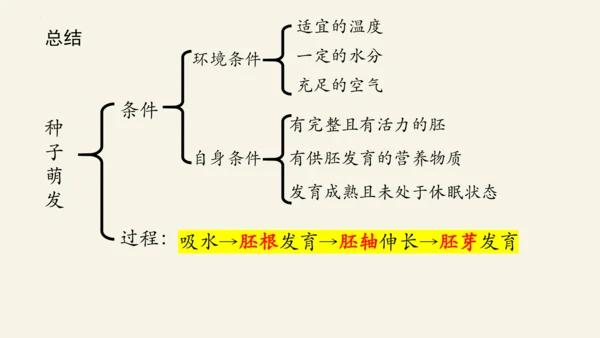 3.2.1 种子的萌发-2023-2024学年七年级生物上册优质课件（人教版）(共28张PPT)