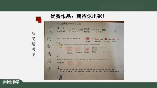 2.2.2 动物体的结构层次 课件（共24张PPT）