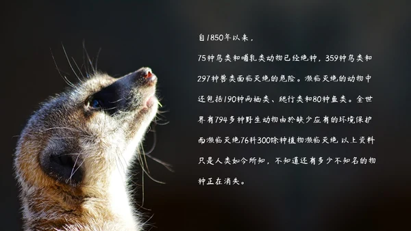 敬畏自然尊重生命保护动物大象通用PPT模板
