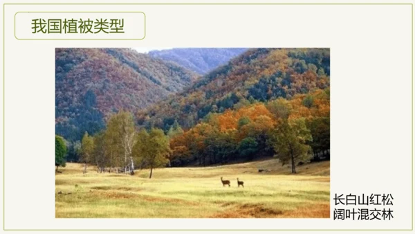 3.6 爱护植被，绿化祖国2023-2024学年七年级生物上学期同步精品课件（人教版）(共21张PP