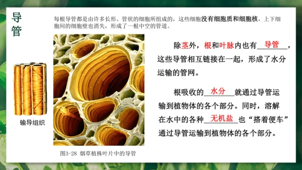 3.3  绿色植物与生物圈的水循环 课件-2023-2024学年人教版生物七年级上册(共23张PPT