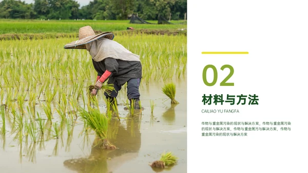 稻谷麦穗增产农作物与重金属污染通用PPT模板