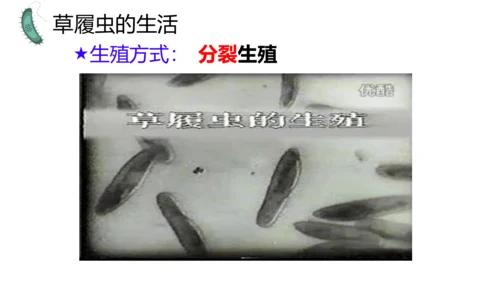 人教版生物七年级上册1.3.4 单细胞生物 教学课件（共22张ppt）+视频素材