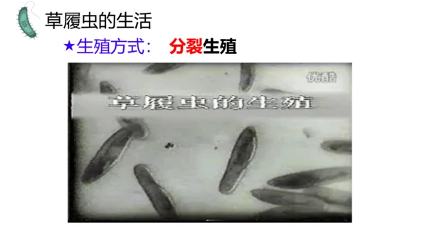 人教版生物七年级上册1.3.4 单细胞生物 教学课件（共22张ppt）+视频素材