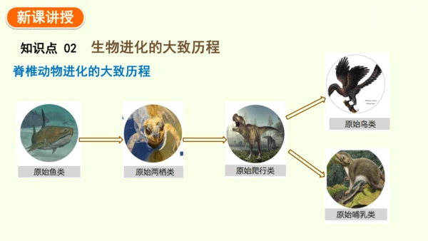 7.3.2生物进化的历程-八年级生物人教版下学期同步精品课件(共34张PPT)