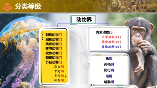 人教版生物七年级上册2.4.2《从种到界》（教学课件）(共16张PPT)