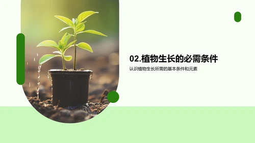 植物成长之旅