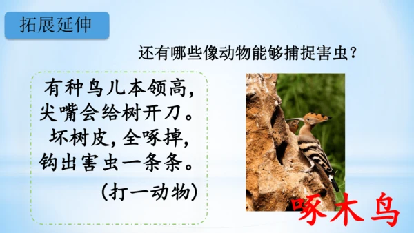 3 小青蛙   课件