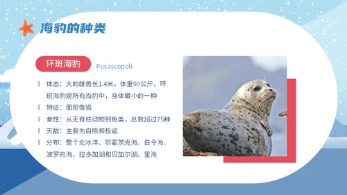 世界海豹日小海豹通用PPT模板
