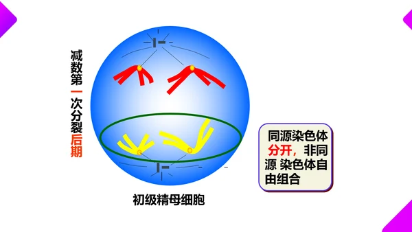基因突变和基因重组初高中生物PPT课件