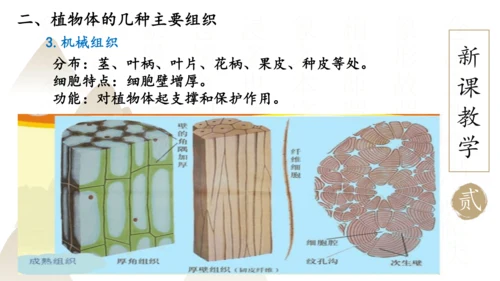 2.2.3 植物体的结构层次2023-2024学年七年级生物上册精品课件（人教版）(共18张PPT)