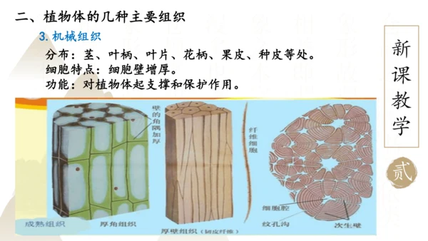 2.2.3 植物体的结构层次2023-2024学年七年级生物上册精品课件（人教版）(共18张PPT)