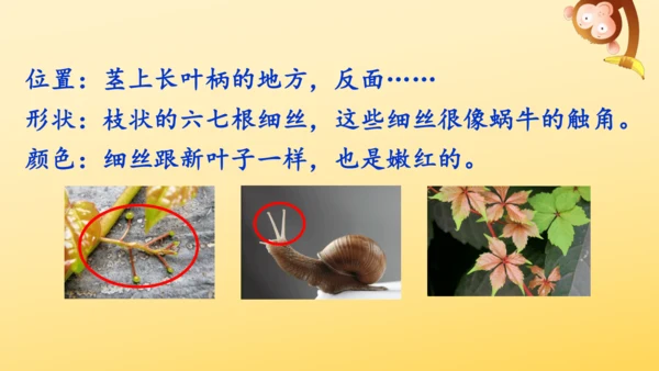 10 爬山虎的脚   课件