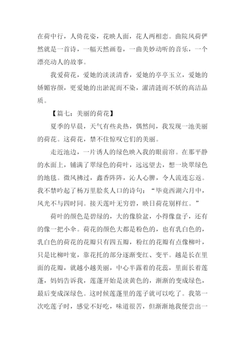 写荷花的作文600字.docx