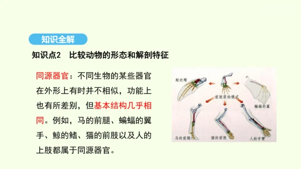 7.3.2生物进化的历程课件-人教版生物八年级下册(共23张PPT)