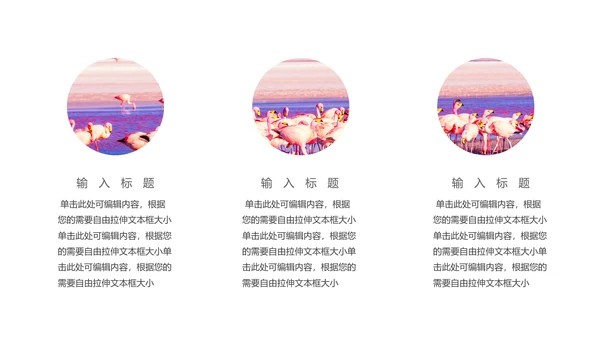保防野生动物藏羚羊通用PPT模板