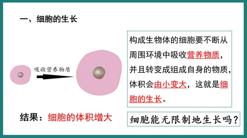 第一单元第三章从细胞到生物体（复习课件）-七年级生物上册同步教学精制课件（人教版2024）(共44张