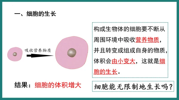 第一单元第三章从细胞到生物体（复习课件）-七年级生物上册同步教学精制课件（人教版2024）(共44张