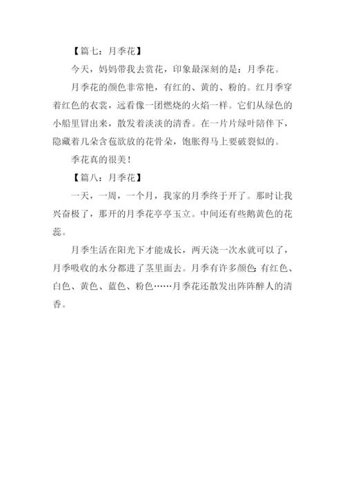 月季花的作文100字.docx
