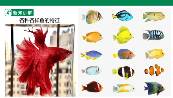 第九课《用彩墨画鱼》课件