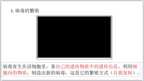 5.5第五章 病毒【2024秋人教八上生物精彩课堂（课件内嵌视频）】(共28张PPT)