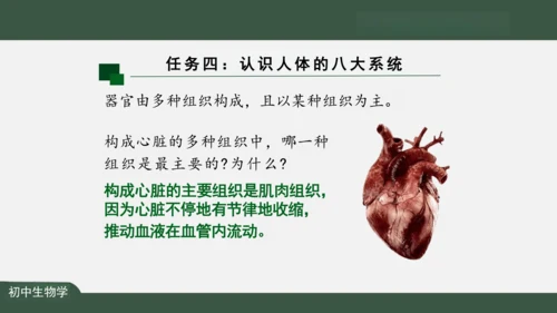 2.2.2 动物体的结构层次 课件（共24张PPT）
