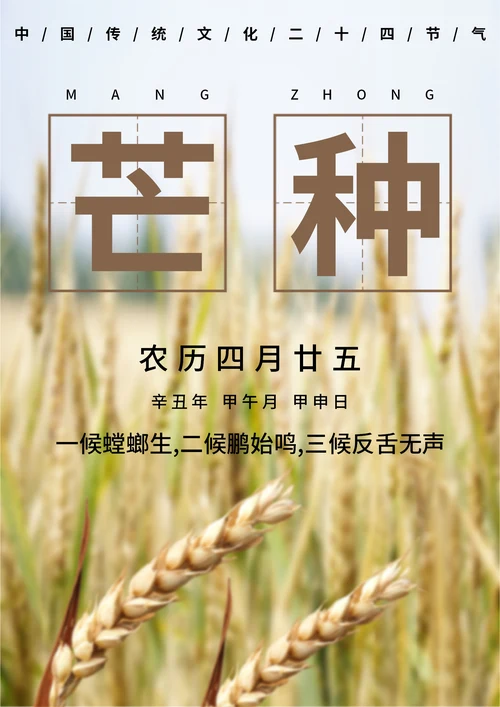 白色简约风芒种节气海报
