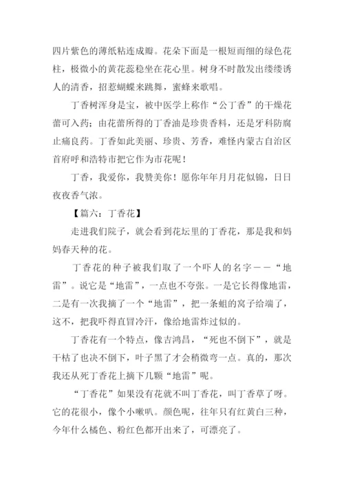 写丁香花的作文.docx