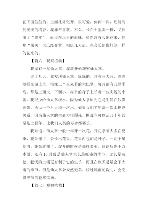 观察植物作文300字.docx