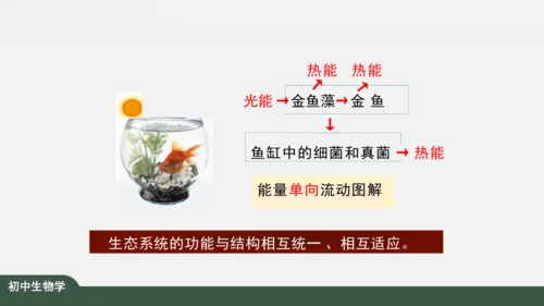 1.2.2 生物与环境组成生态系统 课件（共25张PPT）