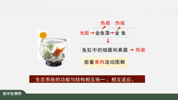 1.2.2 生物与环境组成生态系统 课件（共25张PPT）