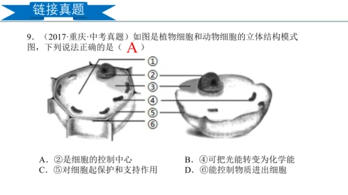 2.1.2 植物细胞（同步课件）-2023-2024学年七年级生物上册同步精品课堂（人教版）(共28
