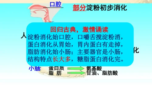 初中生物学人教版（新课程标准）七年级下册第4.2.2 消化和吸收课件(共21张PPT)