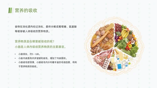 绿色清新简约合理营养与食品安全全民营养周动态PPT