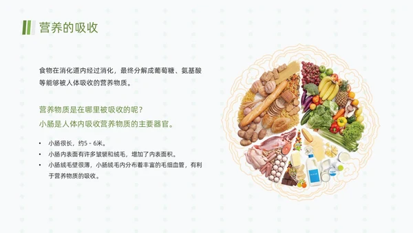 绿色清新简约合理营养与食品安全全民营养周动态PPT