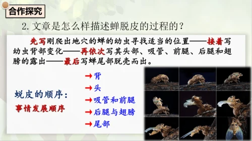 21《蝉》课件