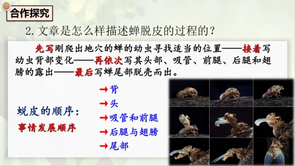 21《蝉》课件