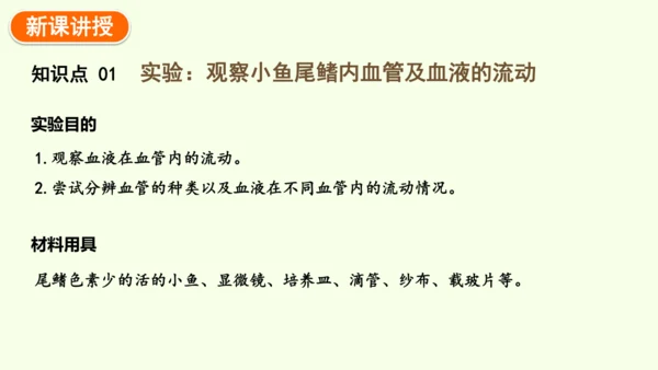 4.4.2血流的管道——血管-七年级生物下学期同步精品课件（2024人教版）(共30张PPT)